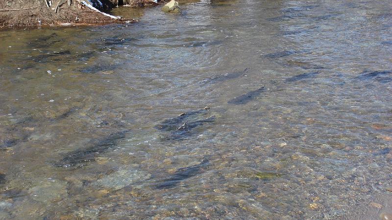 Trout Run 4.JPG